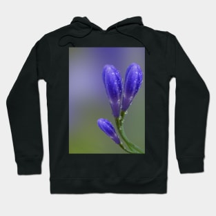 Agapanthus Hoodie